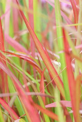 Livraison plante Séchère impériale Red Baron