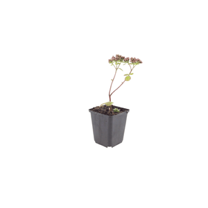 Livraison plante Sedum matrona