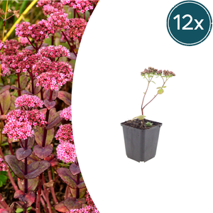 Livraison plante Sedum matrona