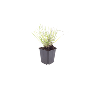 Livraison plante Sesleria autumnalis