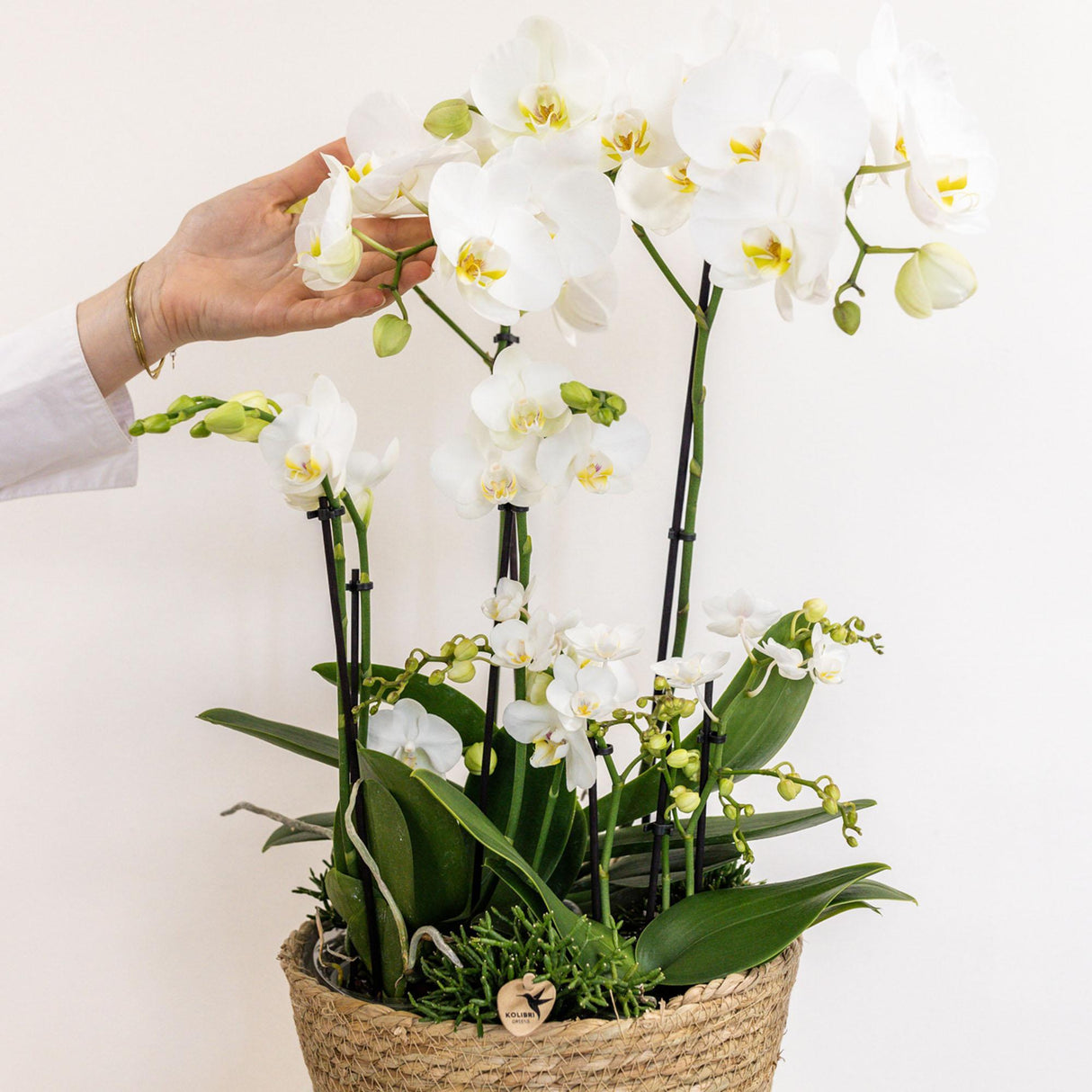 Livraison plante Set 3 orchidées blanches et 3 Rhipsalis dans un panier en roseau avec réservoir d'eau