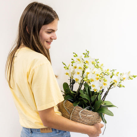 Livraison plante Set de 3 orchidées blanches et 3 Rhipsalis dans un panier en roseau avec réservoir d'eau