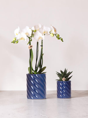 Duo Orchidée Phalaenopsis blanche et succulente en pots Candy