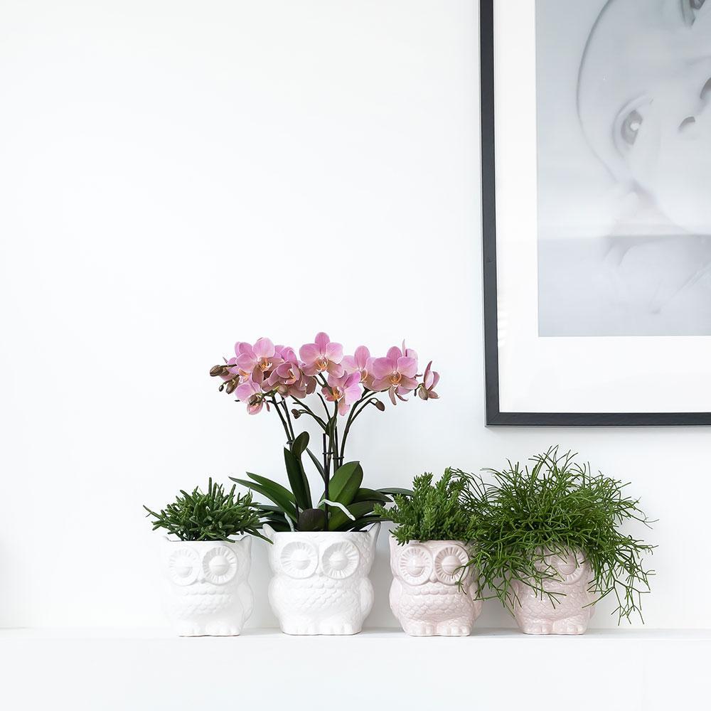 Livraison plante Set Orchidée Phalaenopsis blanche et plante succulente avec pots