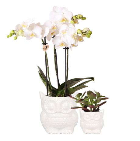 Livraison plante Set Orchidée Phalaenopsis blanche et plante succulente avec pots