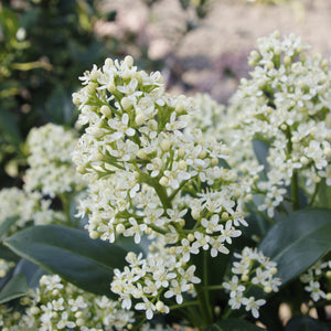 Livraison plante Skimmia japonica Finchy – Lot de 2 – Pot 10,5 cm