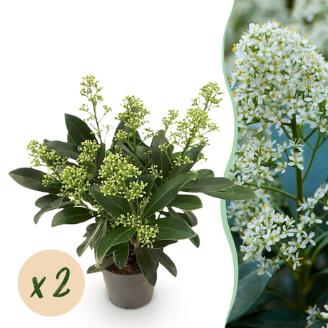 Livraison plante Skimmia japonica Finchy x2