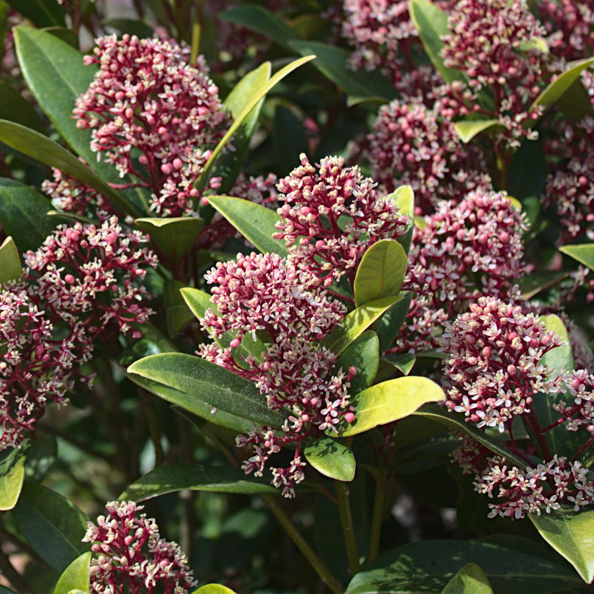 Livraison plante Skimmia japonica Rubella – Lot de 2 – Hauteur 60 cm