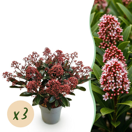 Livraison plante Skimmia japonica Rubella x2