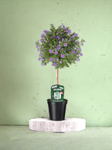 Livraison plante Solanum Rantoineti violet