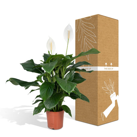 Livraison plante Spathiphyllum