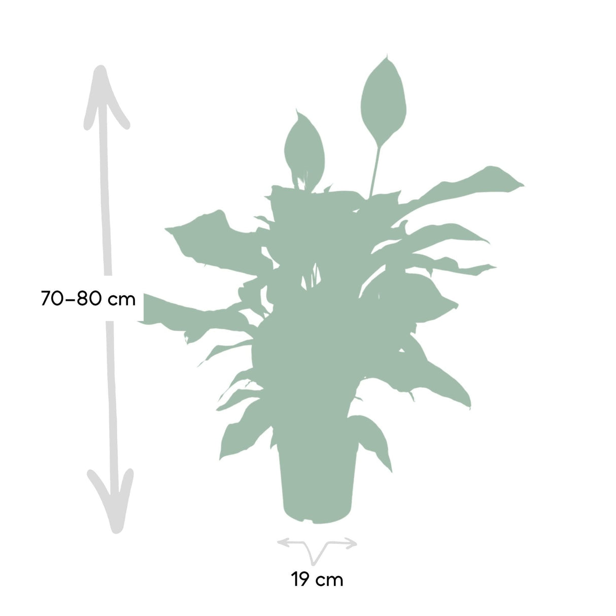 Livraison plante Spathiphyllum