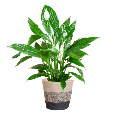 Livraison plante Spathiphyllum et son pot