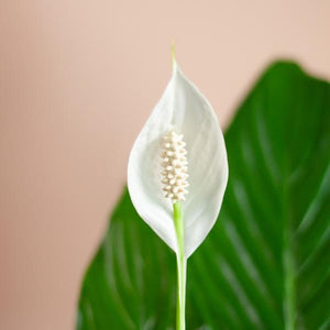 Livraison plante Spathiphyllum et son pot