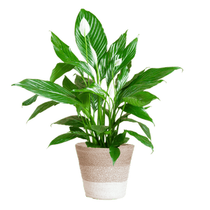 Livraison plante Spathiphyllum et son pot