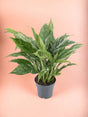 Livraison plante Spathiphyllum - Le diamant