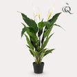 Livraison plante Spathipyllum - fleur de lune artificiel