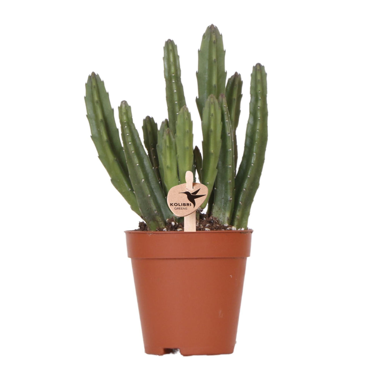 Livraison plante Stapelia - Plante verte d'intérieur - Pot élégant inclus