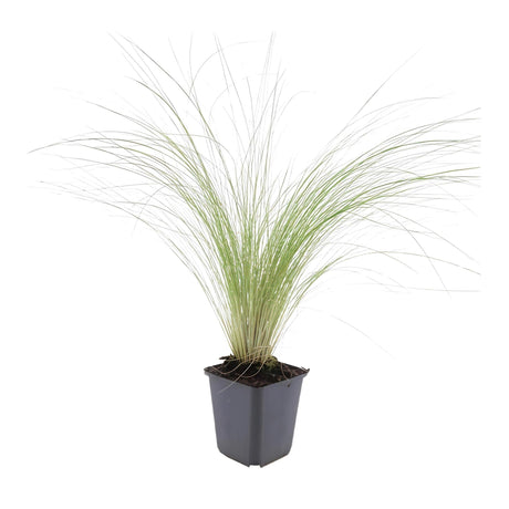 Livraison plante Stipa tenuissima Ponytails