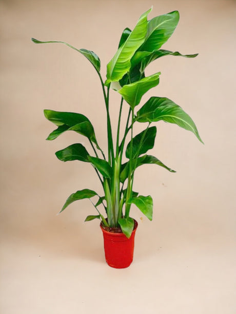 Livraison plante Strelitzia Nicolai - 100 cm - ø17