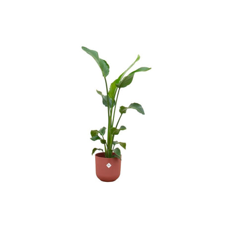 Livraison plante Strelitzia Nicolai 100cm et son pot