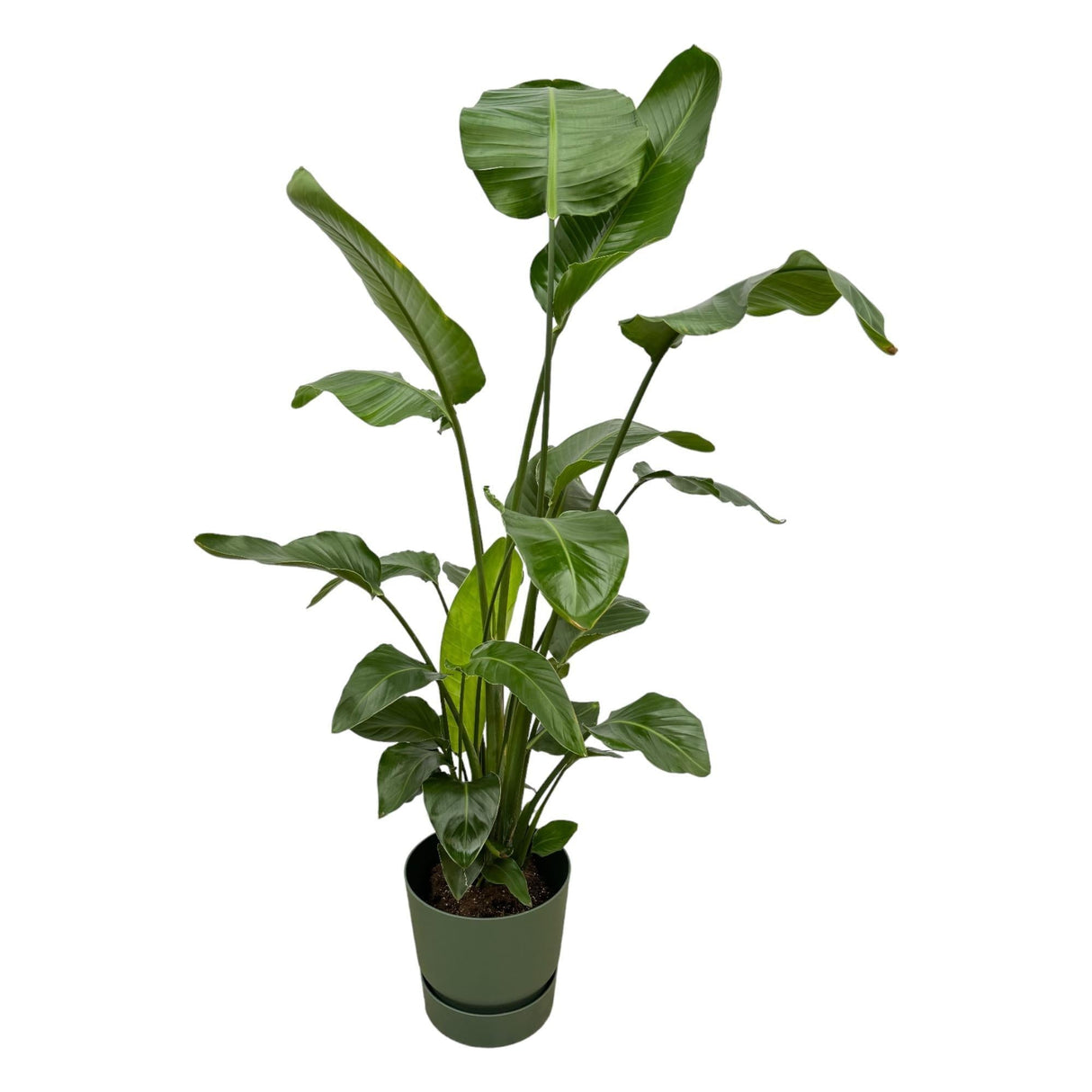 Livraison plante Strelitzia Nicolai 160cm et son pot