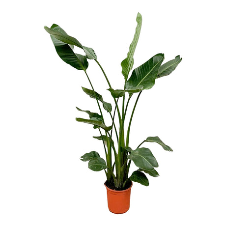 Livraison plante Strelitzia Nicolai