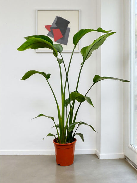 Livraison plante Strelitzia Nicolai