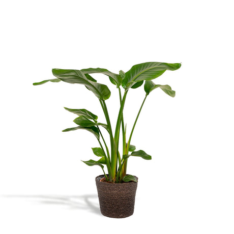 Livraison plante Strelitzia Nicolai