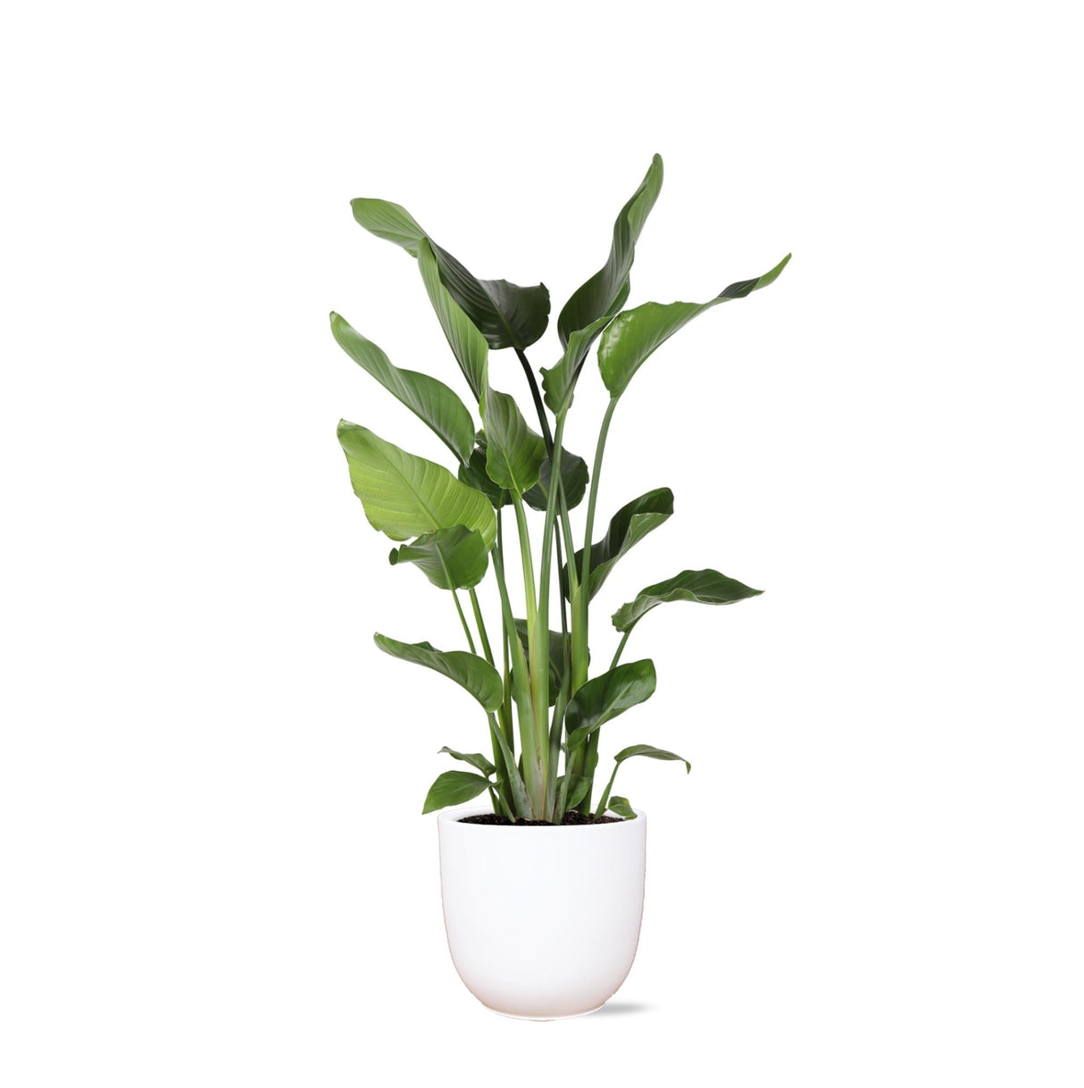 Livraison plante Strelitzia Nicolai et son pot