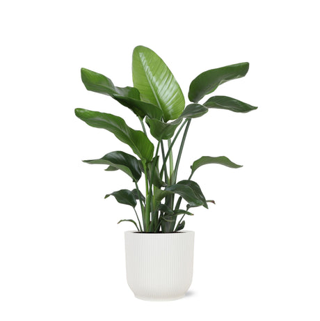 Livraison plante Strelitzia Nicolai et son pot