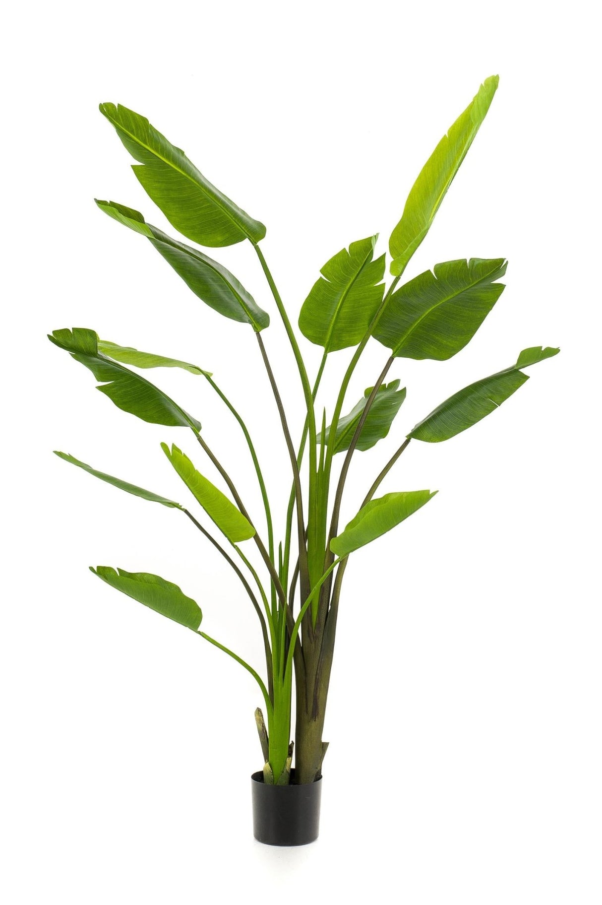 Livraison plante Strelitzia Nicolai plante artificielle - h180cm, Ø17cm