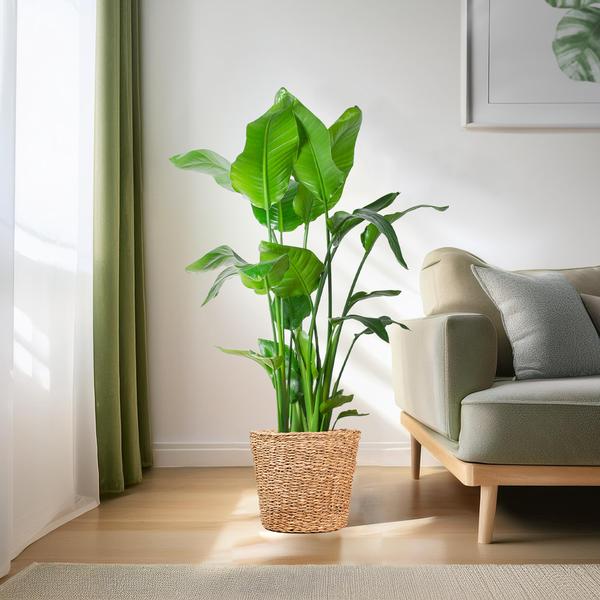 Livraison plante Strelitzia Nicolai XL et son pot