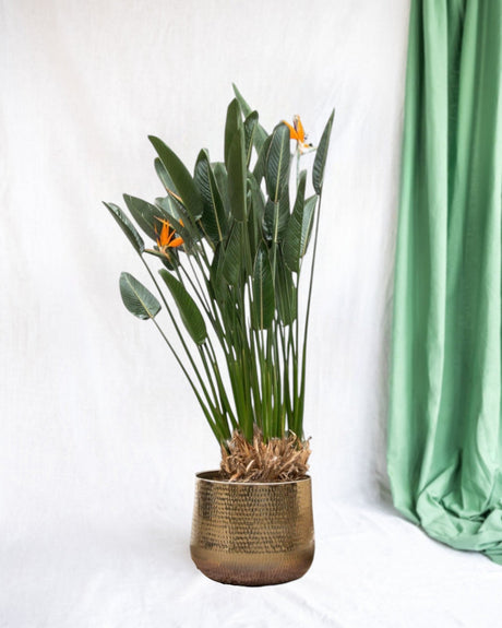 Livraison plante Strelitzia Reginae XL