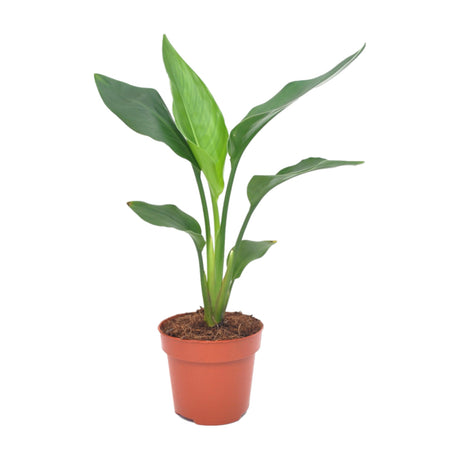 Livraison plante Strelitzia Reginea