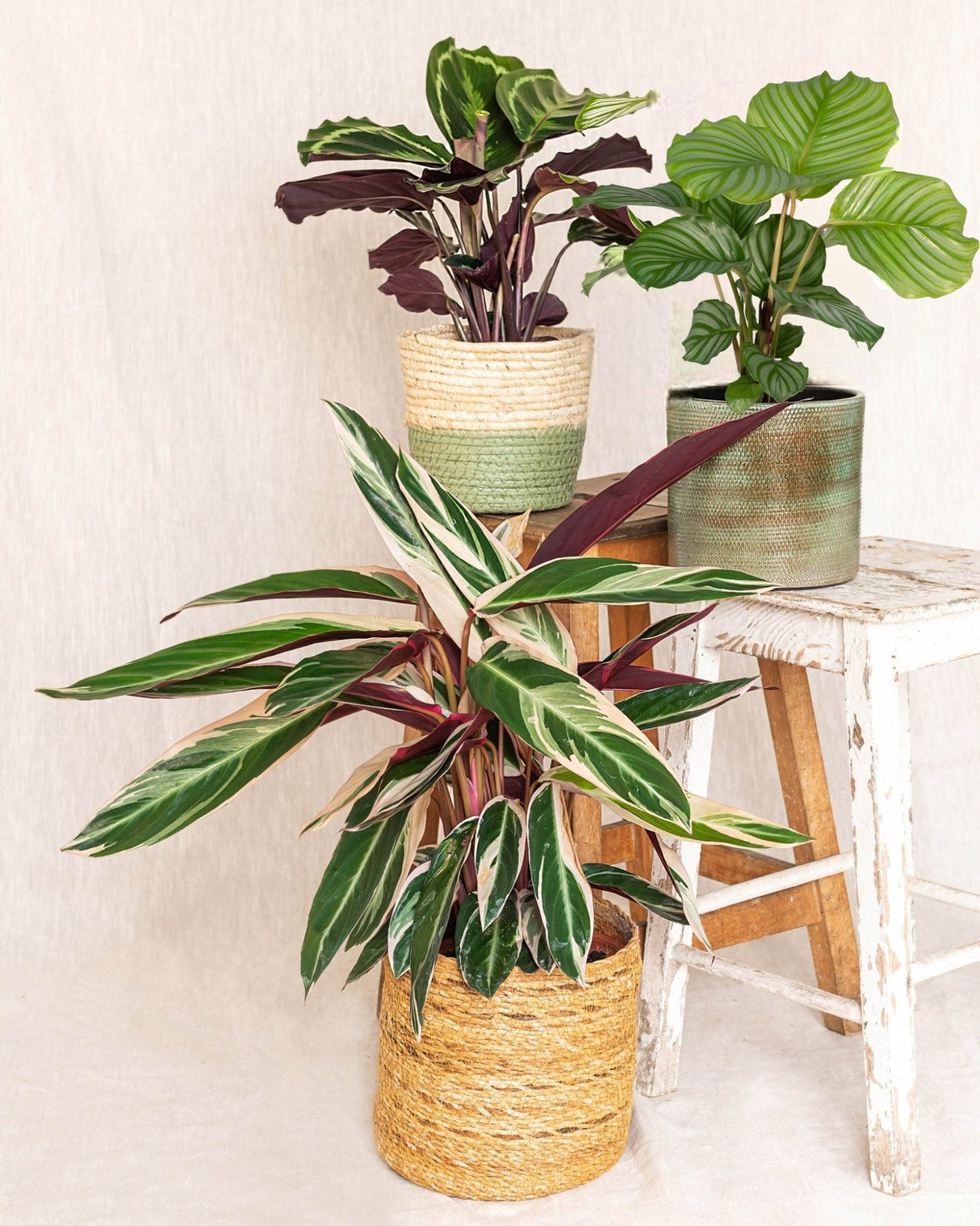 Livraison plante Stromanthe - Calathea Triostar