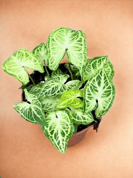 Livraison plante Syngonium Batik