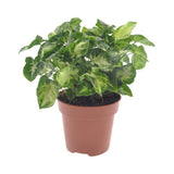 Livraison plante Syngonium Pixie - Ø12cm - ↕20cm