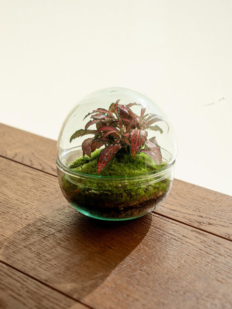 Livraison plante Terrarium - Bohol Bubble