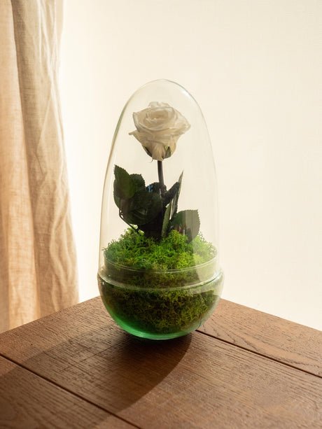 Livraison plante Terrarium Rose éternelle - St Valentin