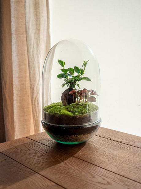 Livraison plante Terrarium - Siquijor