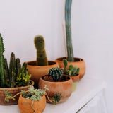 Livraison plante Terreau pour cactus - 5L