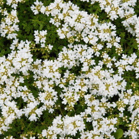 Livraison plante Thym blanc