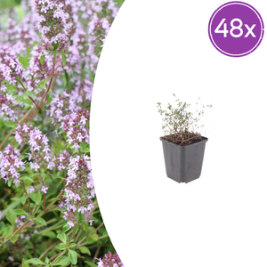 Livraison plante Thyms vulgaris