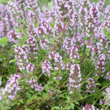 Livraison plante Thyms vulgaris