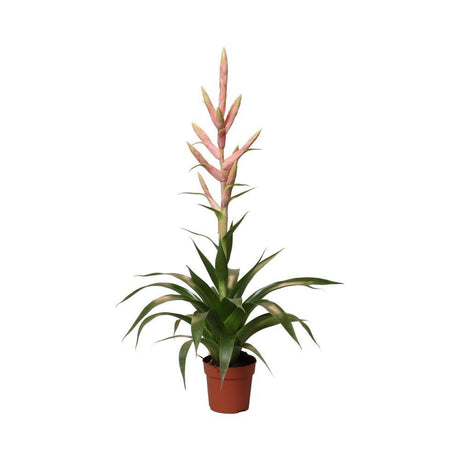 Livraison plante Tillandsia Dolce