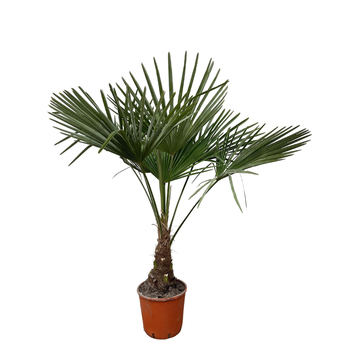 Livraison plante Trachycarpus