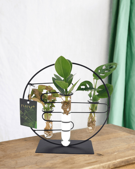 Livraison plante Trio de boutures en hydroculture sur socle design