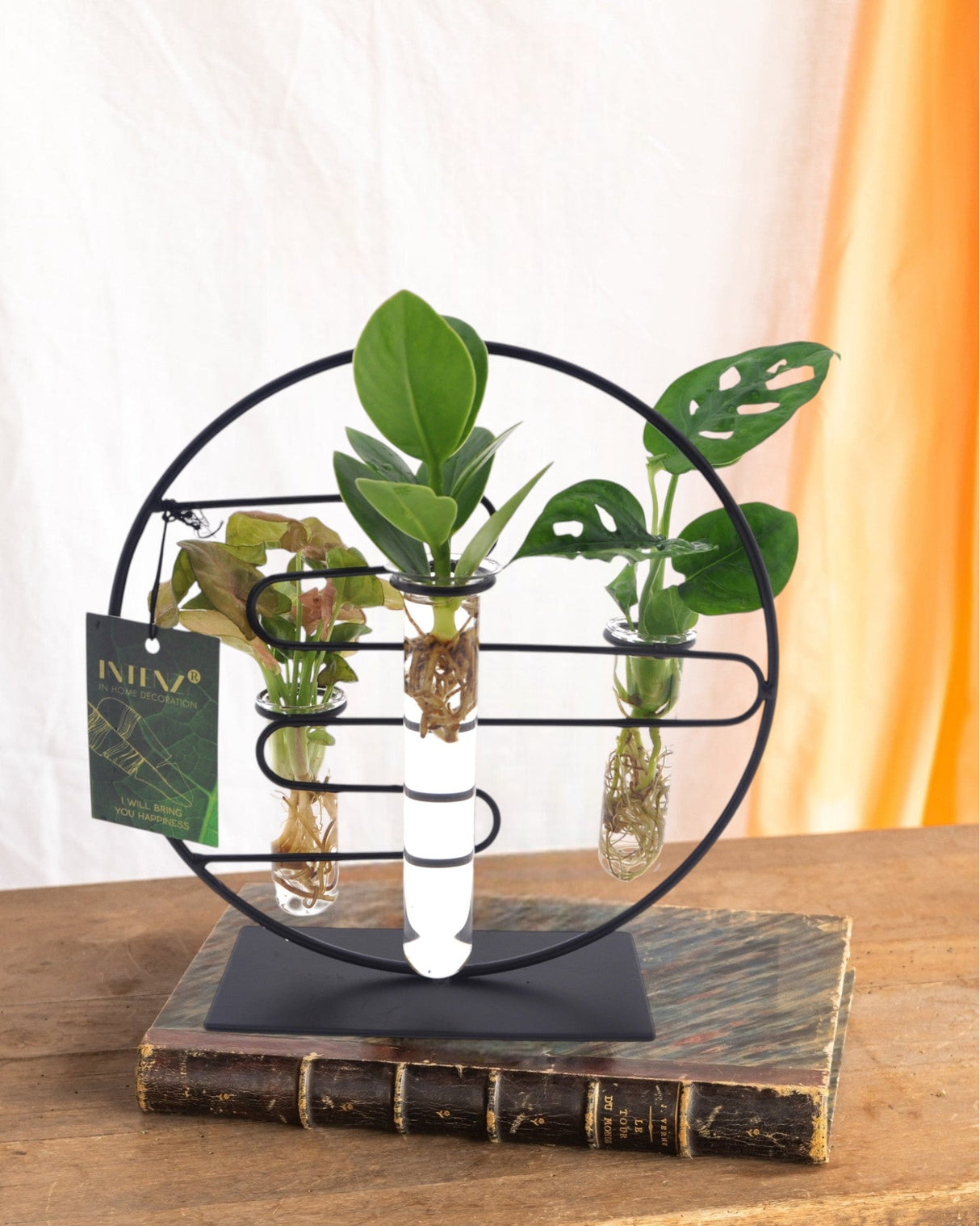 Livraison plante Trio de boutures en hydroculture sur socle design