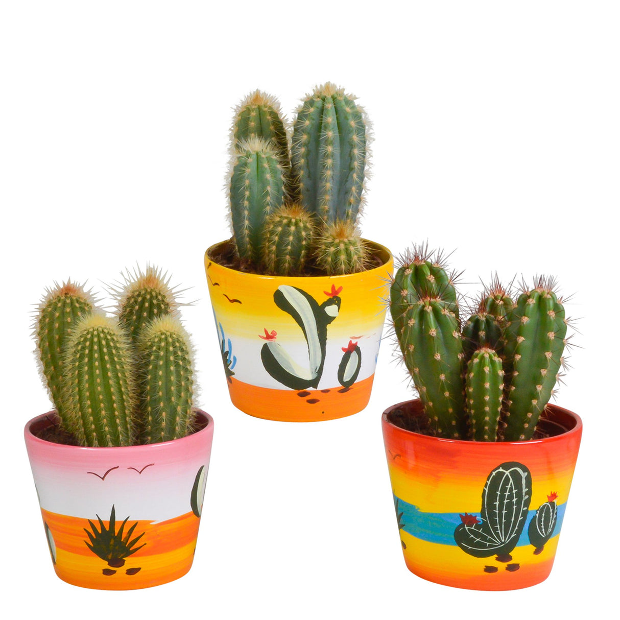 Livraison plante Trio de Cactus et leurs caches - pots h23cm